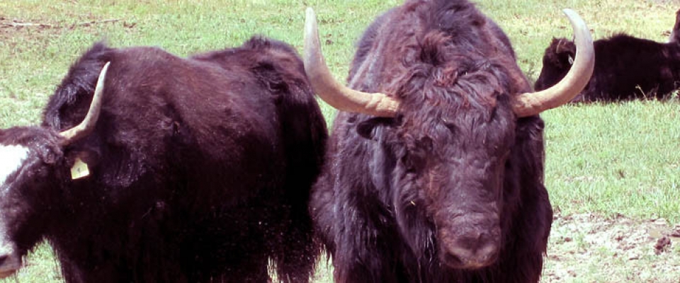 yaks_cooling